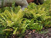 Fougeres 2 (Photo F. Mrugala)